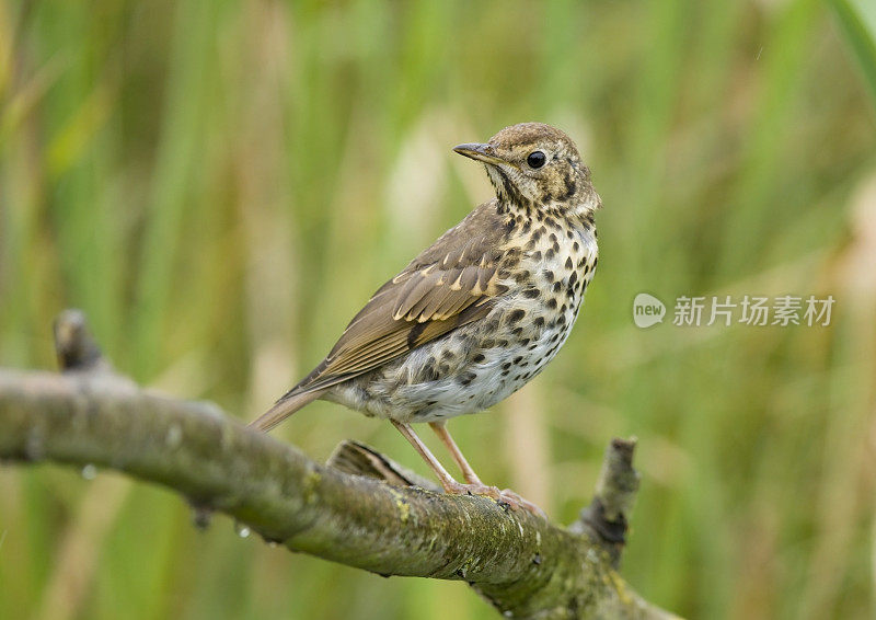 歌鸫(Turdus philomelos)